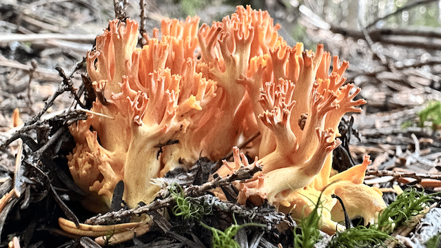 Large yellow-branched Ramaria coral mushroom on forest floor in Pacific Northwest conifer forest