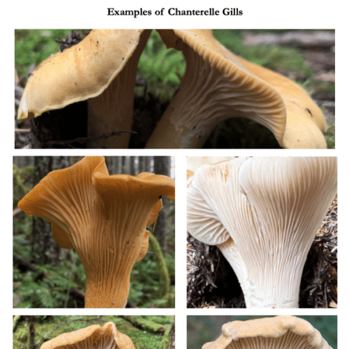 Chanterelle Mushroom Identification Guide - Image 3