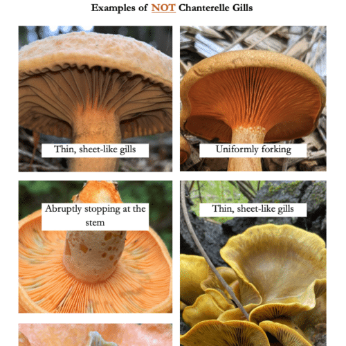 Chanterelle Mushroom Identification Guide - Image 2