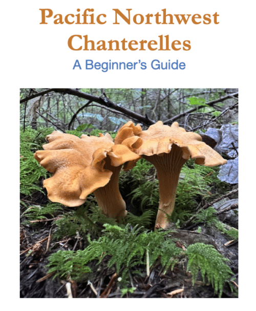 Chanterelle Mushroom Identification Guide