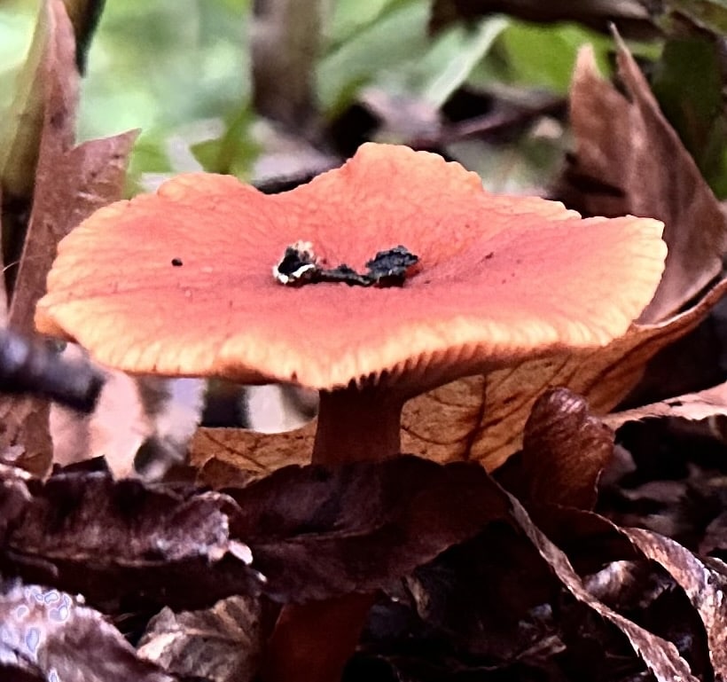 Lactarius rubidus