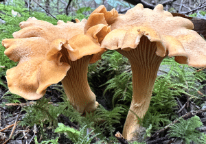 Chanterelle
