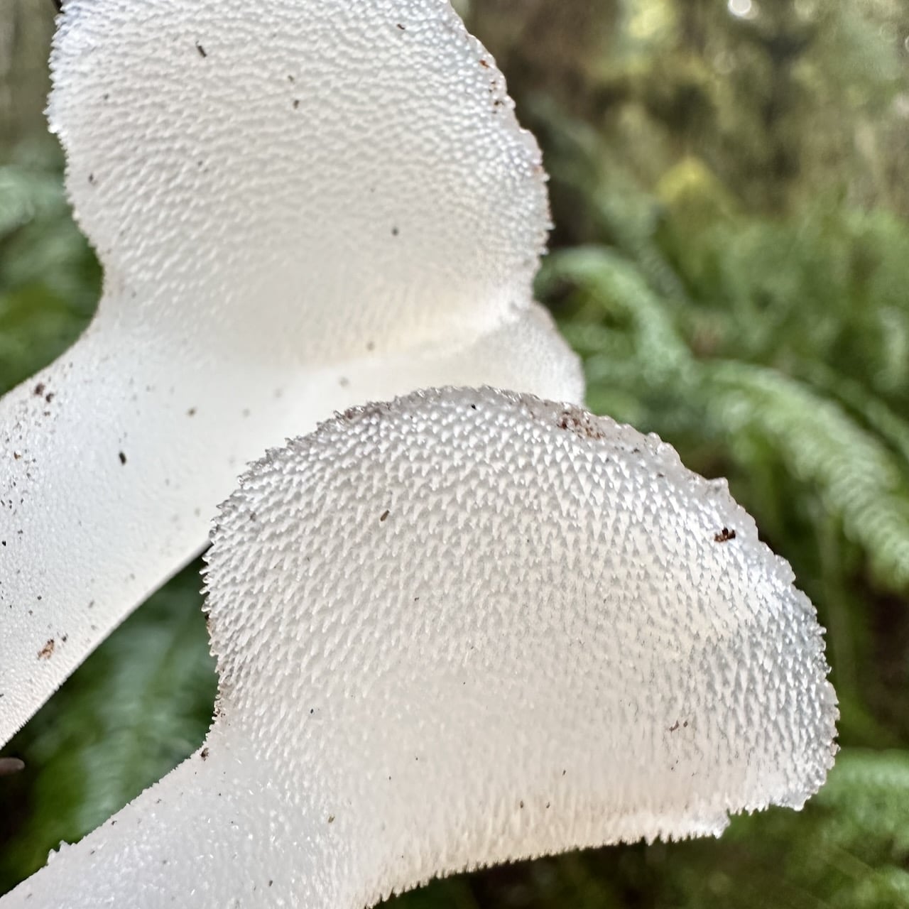 Toothed jelly (Pseudohydnum gelatinosum) — translucent whitish semicircular cap with tiny spines on the underside