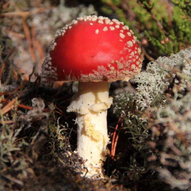 Fly agaric mushroom (Amanita muscaria)