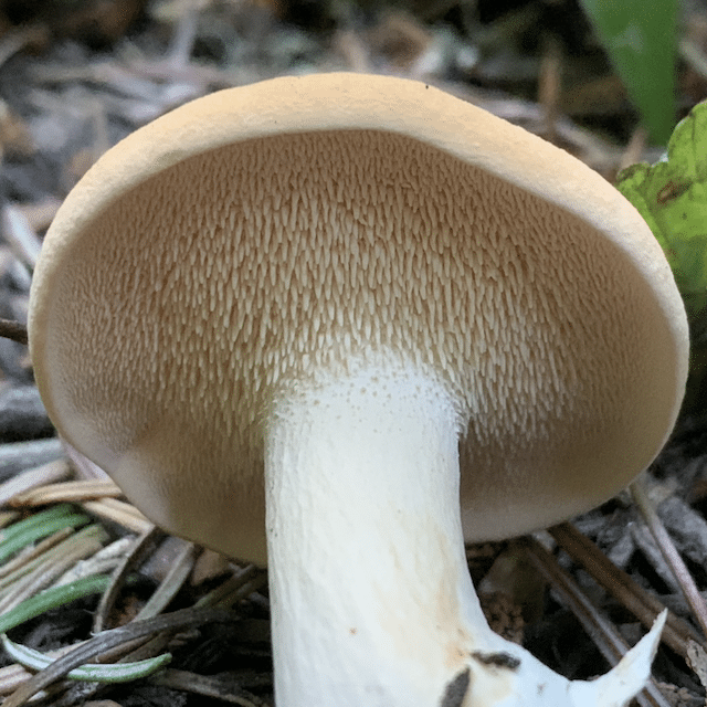 Hydnum repandum