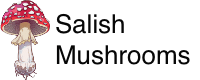 Salish Mushrooms