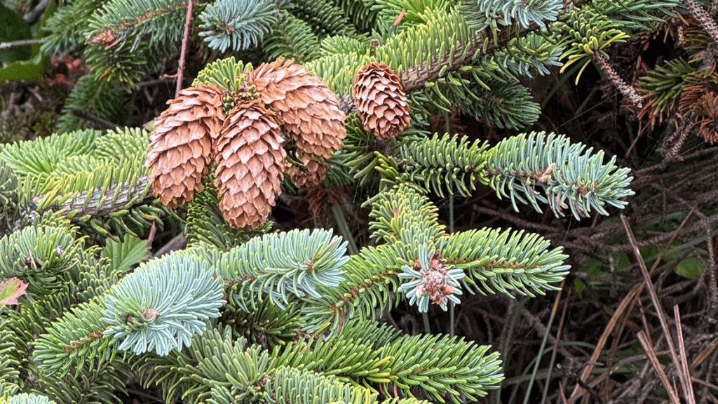 Sitka Spruce habitat